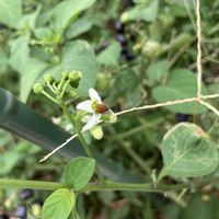 スベリヒユ,モロヘイヤ,モロヘイヤの花,スベリヒユの花,ハックルベリーの実の画像