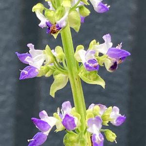 コリウス,コリウス,公園,観葉植物,鉢植えの画像