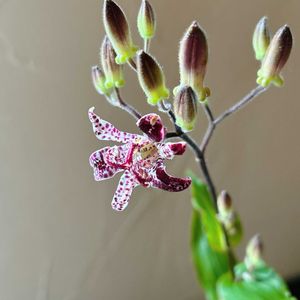 花のある暮らし,切り花を楽しむ,ハナノヒ,むらさきの花,日比谷花壇のサブスクの画像