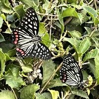 ヒイラギ,昆虫と植物,ミドリ,昆虫シリーズの画像