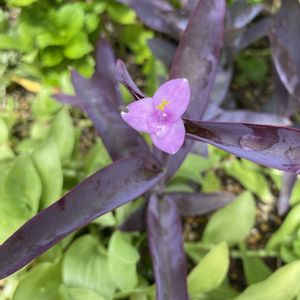 カリブラコア,芝生,アルテルナンテラ,紫御殿,秋明菊の画像