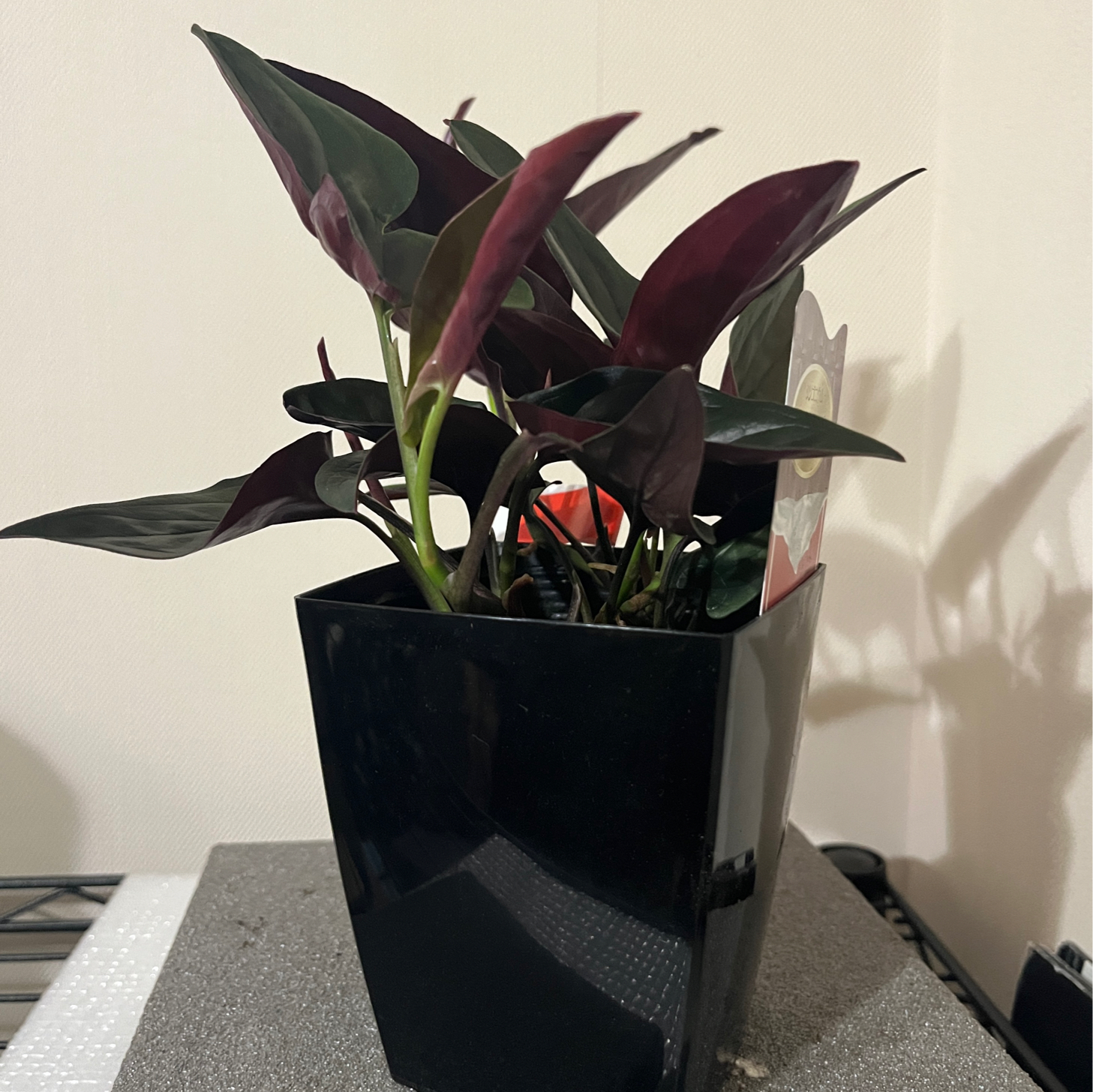 うちのシンゴニウムその1 まとめ｜🍀GreenSnap（グリーンスナップ）