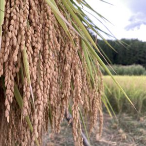 田んぼ,コシヒカリ,お米（稲）,収穫,田舎暮らしの画像