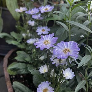 木製プランター,うすむらさきの花の画像