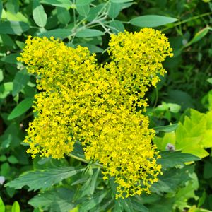 オミナエシ,花のある暮らし,伝統園芸植物の画像