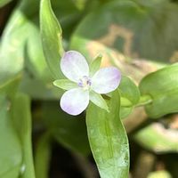 コナギ,イボクサ,チョウジタデ,サワトウガラシ,野草の画像