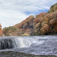 アネモネ,キクイモ,ネモフィラ,紅葉（こうよう）,ニャンニャン祭りの画像