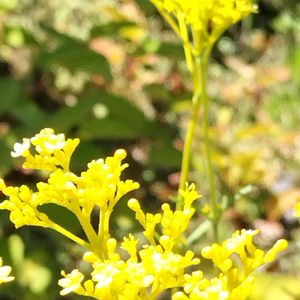 オミナエシ,日本庭園,今日のお花,好古園の画像