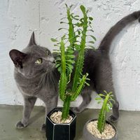ユーフォルビア 彩雲閣,ユーフォルビア トリゴナ,観葉植物,ネコ好き,ニョロニョロの画像