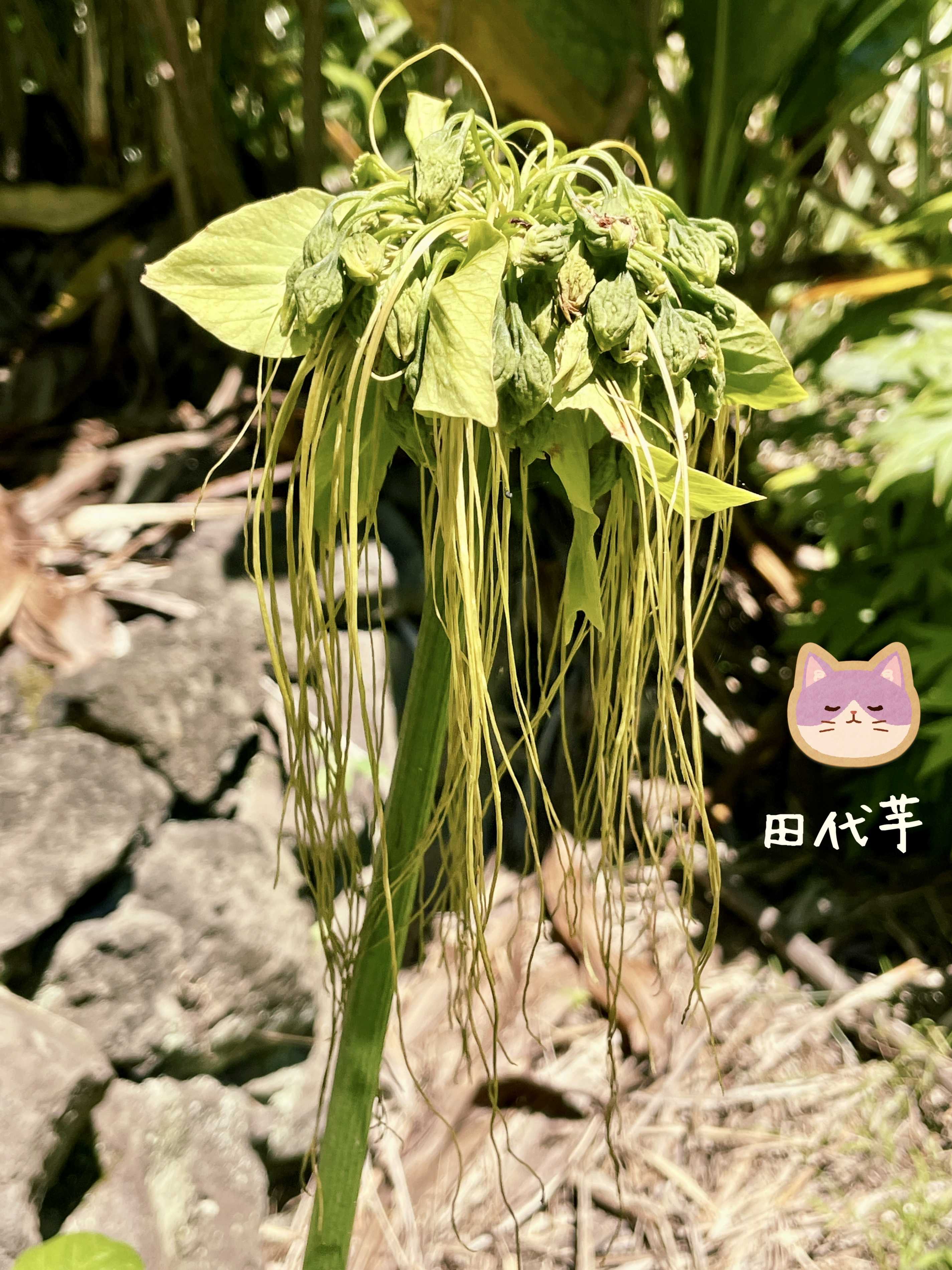 ツンベルギア マイソレンシスの一覧｜🍀GreenSnap（グリーンスナップ）