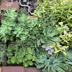 多肉植物 寄せ植え,多肉植物いろいろ,多肉植物の地植え,多肉植物の地植え,ルエラの画像