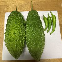 ゴーヤ,とうがらし,朝採り野菜,家庭菜園,庭の画像