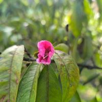 モモ,花のある暮らし,庭の画像