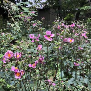 ヒガンバナ,シュウメイギク（秋明菊）,秋の花々,はぎ(萩),日本庭園の画像