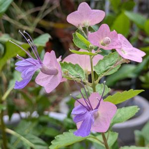 チャイニーズハット,可愛い,プランター,植物のある暮らし,面白い形の画像