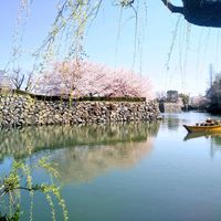 サクラ,さくら サクラ 桜,姫路城♪,国宝姫路城,お花の画像