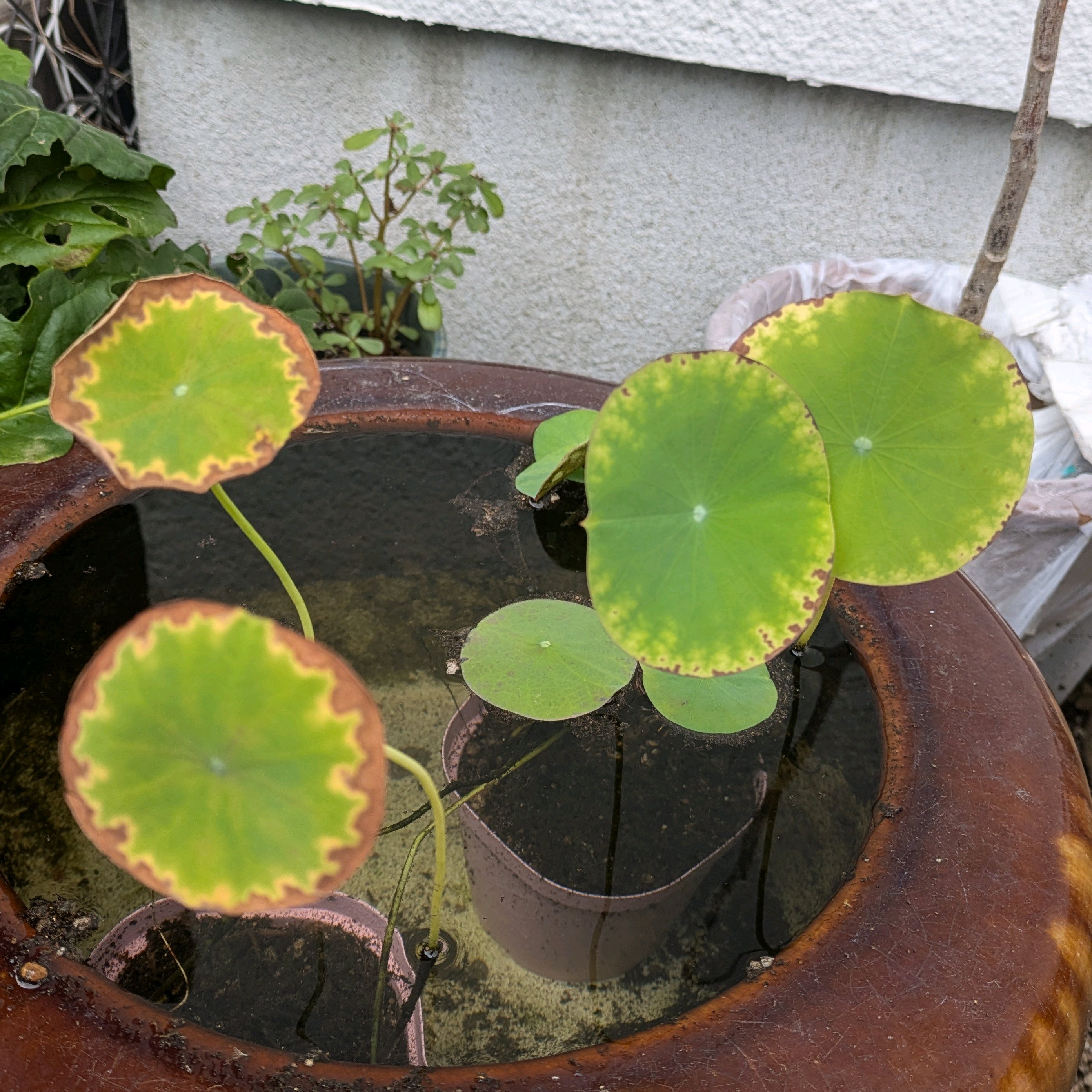 れんこん苗来年予定。