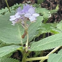 シュウカイドウ,すだち,玉紫陽花,苔,萩（はぎ)の画像