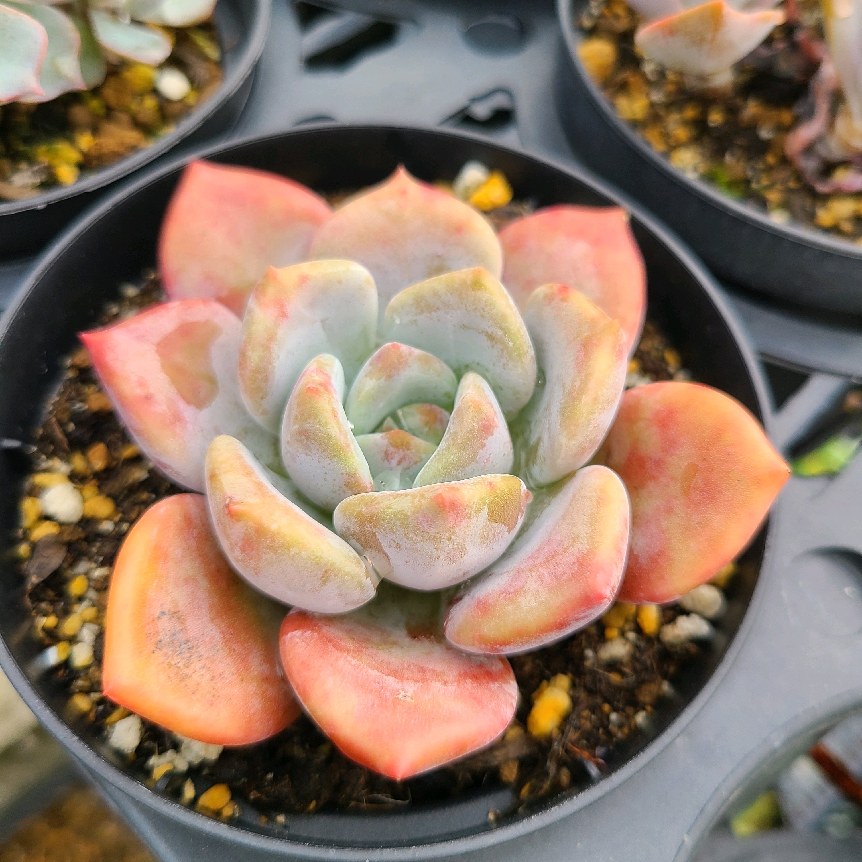 ライラックワンダーの成長記録💗🧡｜🍀GreenSnap（グリーンスナップ）