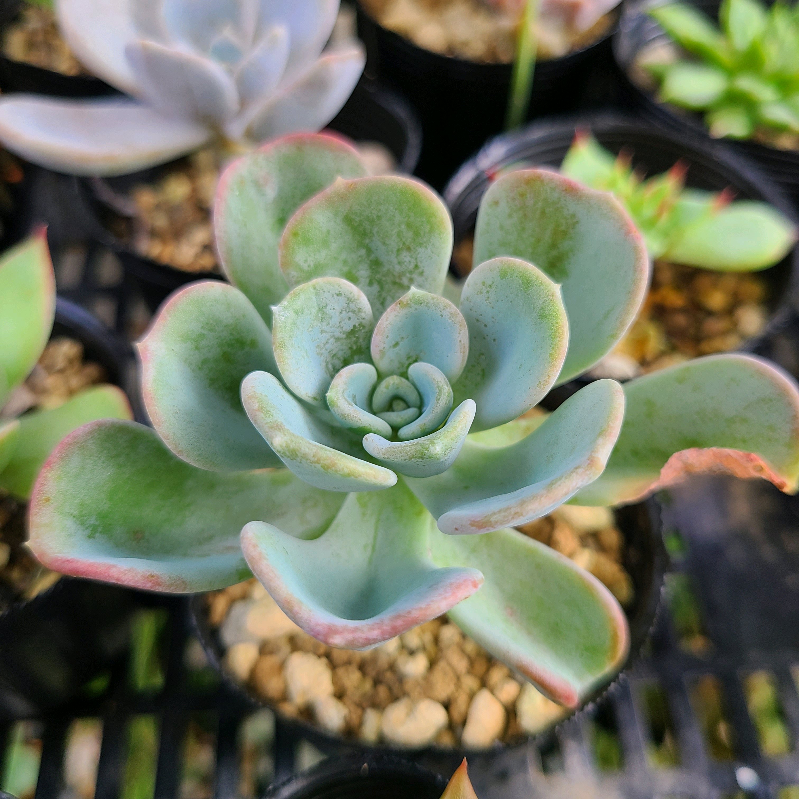 オルペットの成長記録💗💛｜🍀GreenSnap（グリーンスナップ）