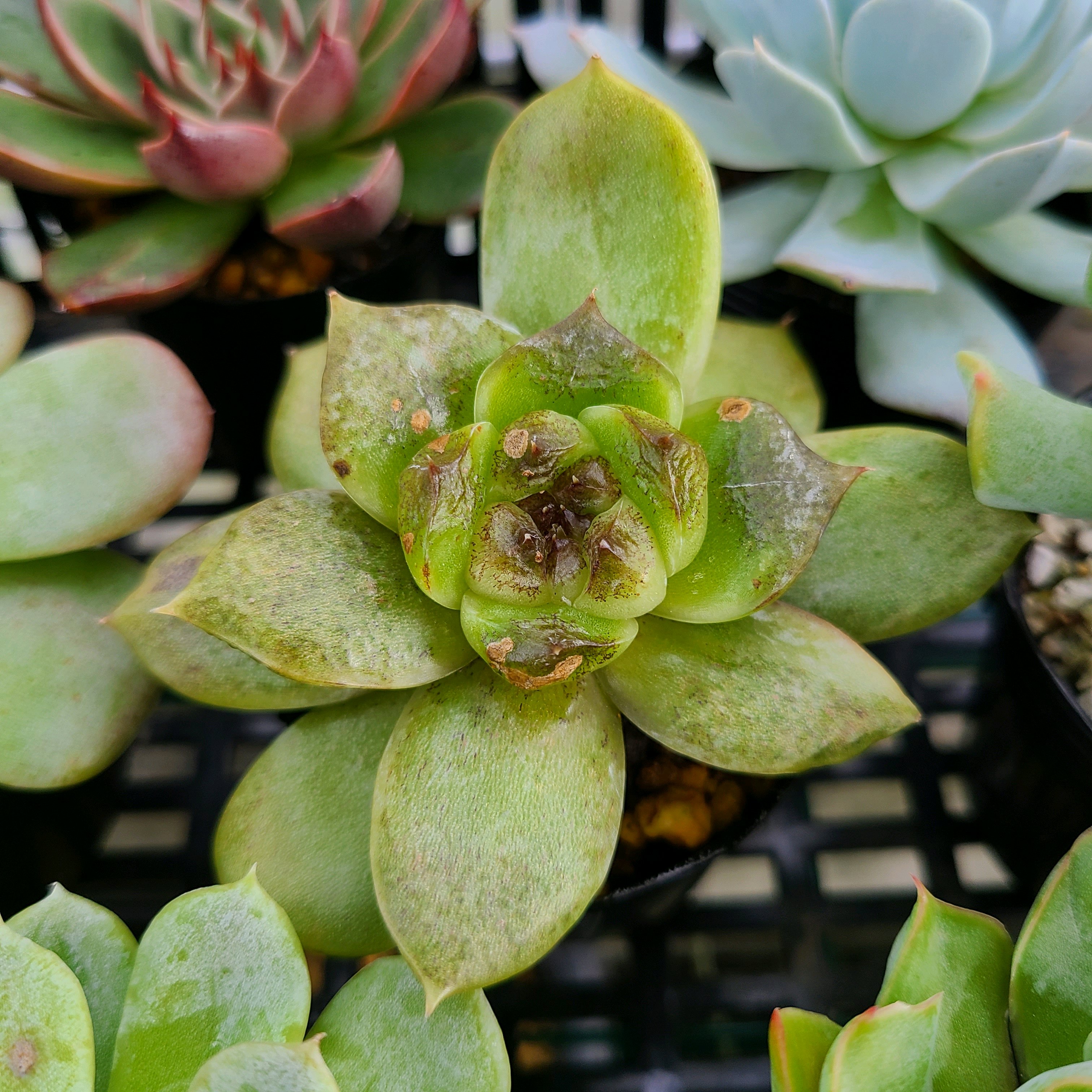 多肉植物 エケベリア 良い ナンバーワン 抜き苗