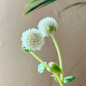 白い花,花のある暮らし,切り花を楽しむ,ハナノヒ,日比谷花壇のサブスクの画像