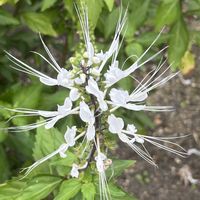 キャットミント,ネコノヒゲ,植物園の画像