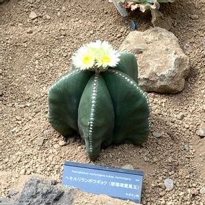 サボテン,多肉植物,サボテンの花,咲くやこの花館の画像