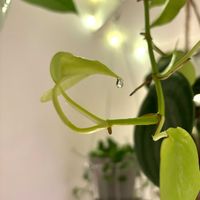 ポトス,ポトス,観葉植物,初心者の画像