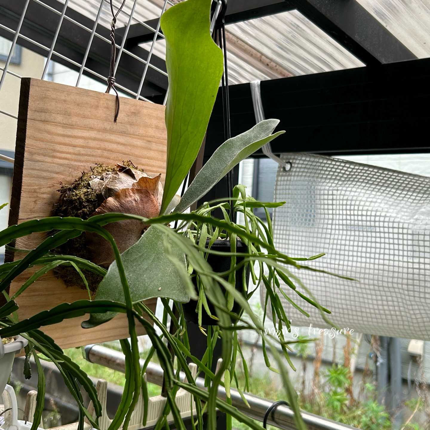 ビカクシダ P.veitchii wild 勿体なく spore ビーチーワイルド ビカクシダ P.veitchii wild 勿体なく spore ビーチーワイルド