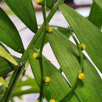 テーブルヤシ,テーブルヤシ,初めての花♡,可愛い❤,リビング・ダイニングの画像