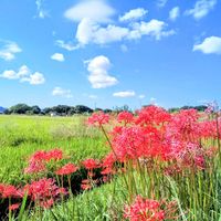 ヒガンバナ,いね,イネ（米）,赤い花,お花の画像