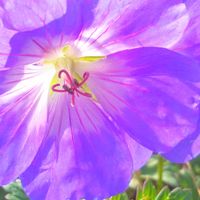ゲラニウム,お花,紫色の花,紫色のお花,むらさき色の花の画像