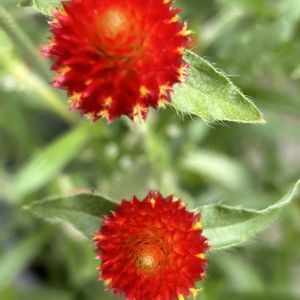 千日紅（せんにちこう）,花が好き,無農薬❤家庭菜園,野菜が好き,庭の画像