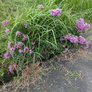 雑草,日記,こぼれ種,自己流,無農薬の画像