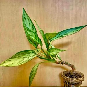 観葉植物,ハイドロカルチャー,お彼岸の画像