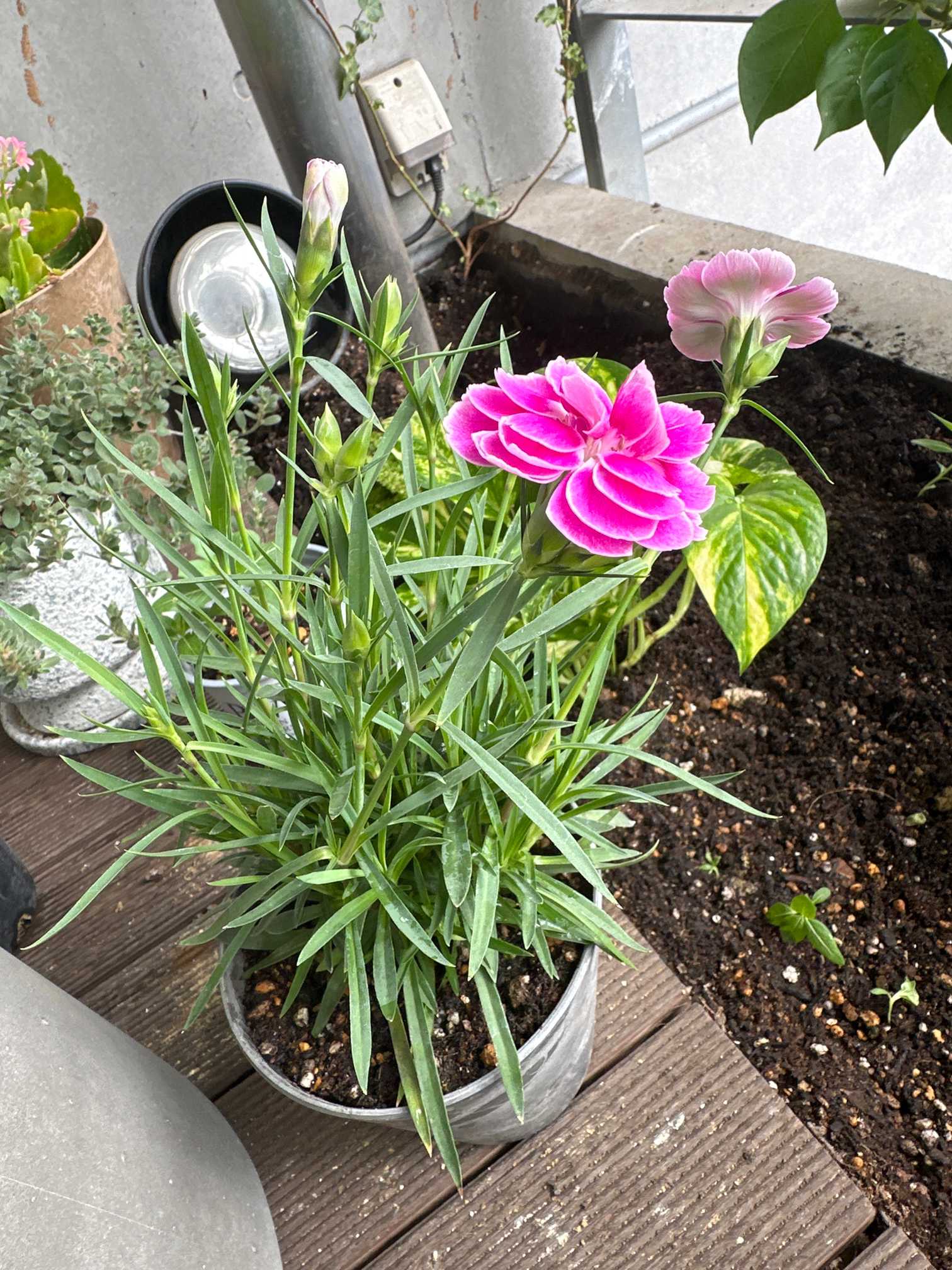 ダイアンサス オーラ｜🍀GreenSnap（グリーンスナップ）