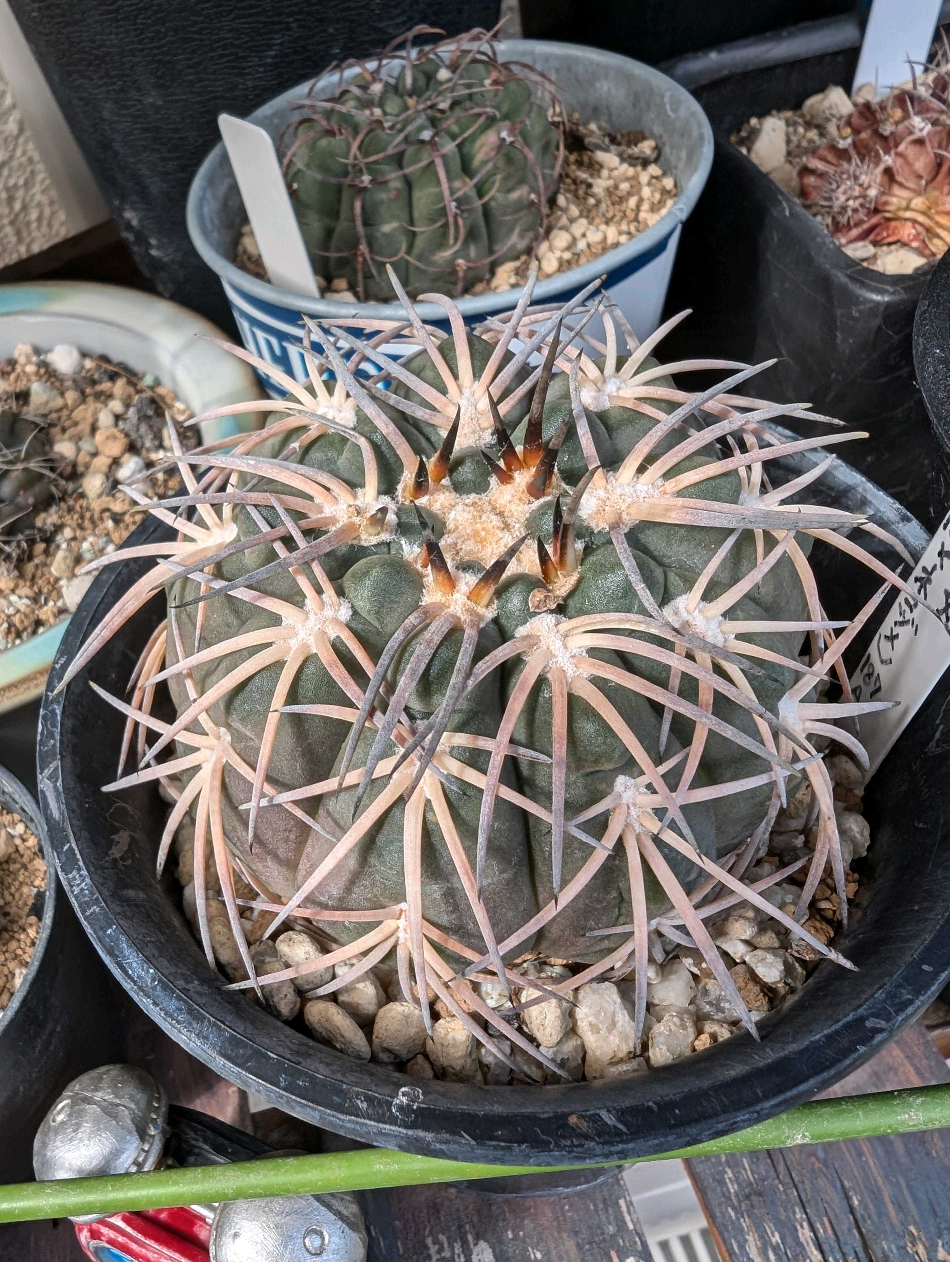 太刺光琳玉　台付 Yahoo!オークション -「光琳玉」の落札相場・落札価格