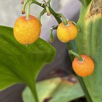 スズラン,癒し,花のある暮らしの画像