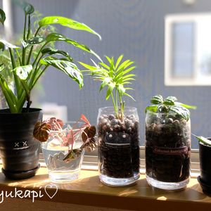 ペペロミア,シャインマスカット,多肉植物,観葉植物,ハイドロカルチャーの画像