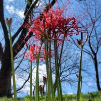 ヒガンバナ,公園,お出掛け先,今日のお花の画像