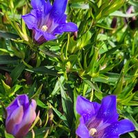 ネメシア,リンドウ,こぼれ種,花のある暮らし,秋の気配の画像