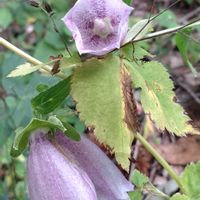 ホタルブクロ,苔(コケ),どんぐり,蛍袋,どんぐりの木の画像