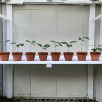 ビワ,種から,植物のある暮らし,植物の生命力,屋外管理の画像