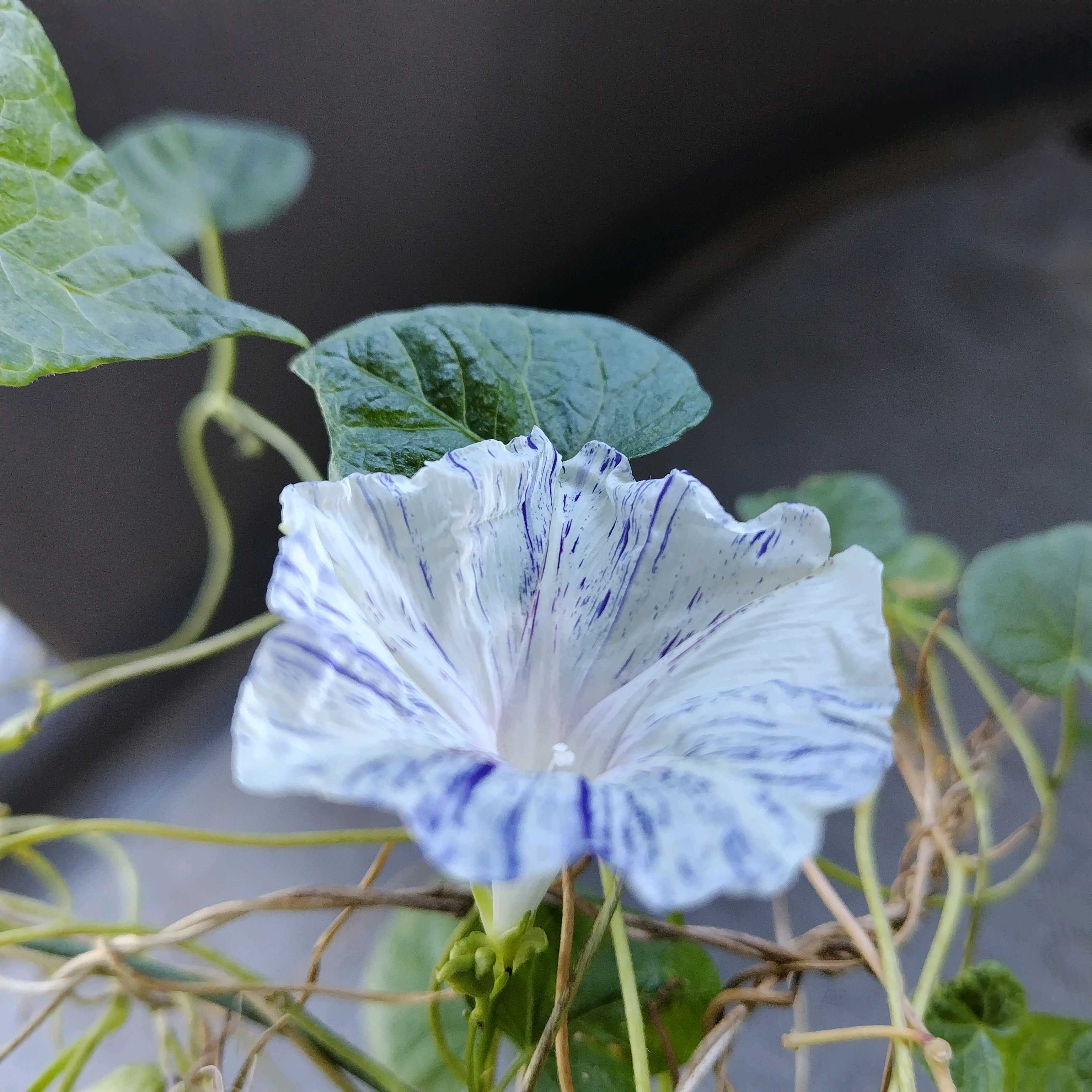 【N2点おまとめ】ぼかし朝顔・花薬玉ライムグリーン絞り 待ちに待った朝顔が咲きました☺️｜園芸日記by礼子｜みんなの