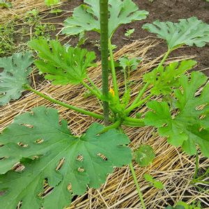 秋ズッキーニ,秋ズッキーニ,自家製野菜,農業女子,おうち園芸の画像