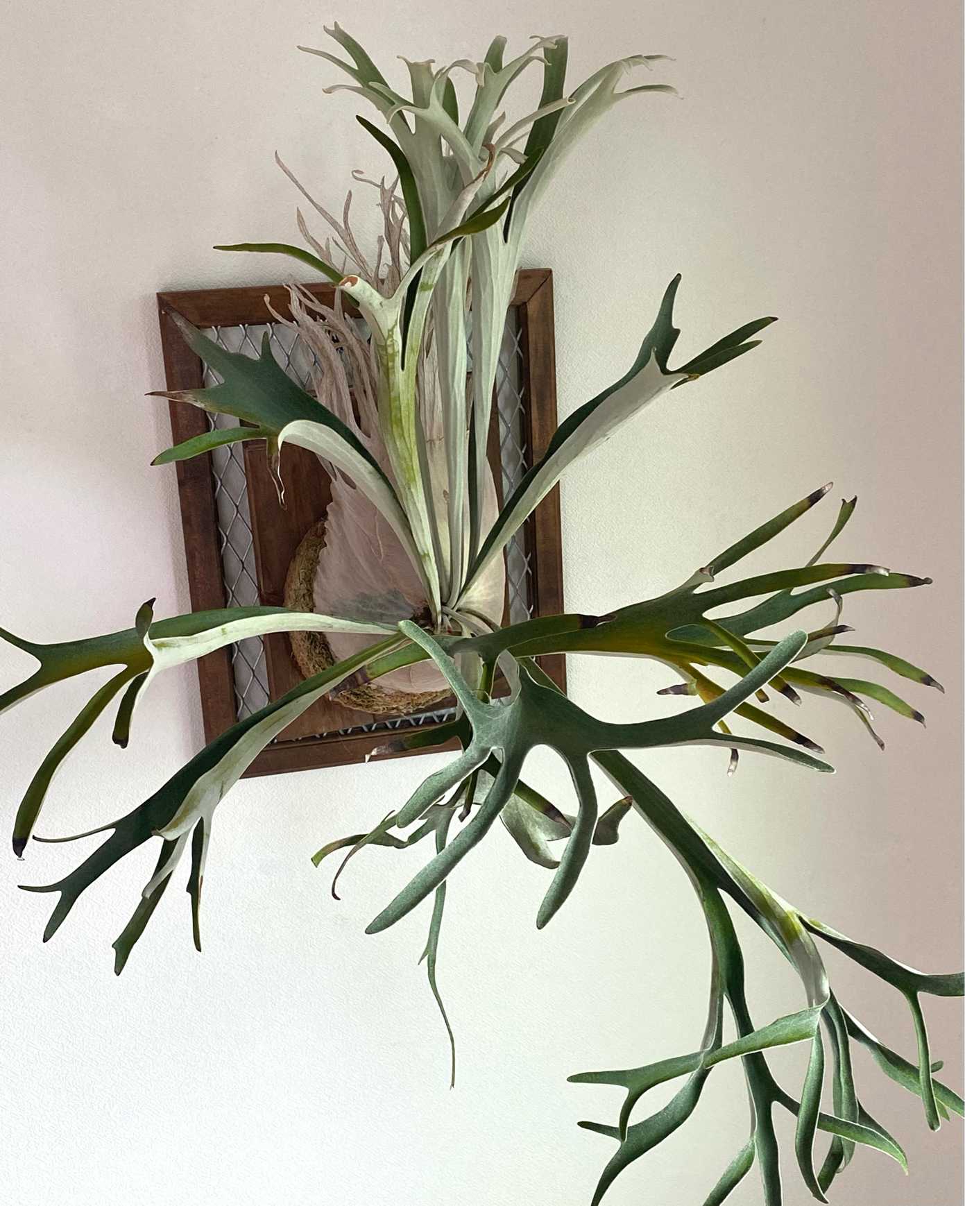 P. veitchii wild (pup) 成長記録 2024.9.23|🍀GreenSnap P. veitchii wild (pup) 成長記録 2024.9.23|🍀GreenSnap