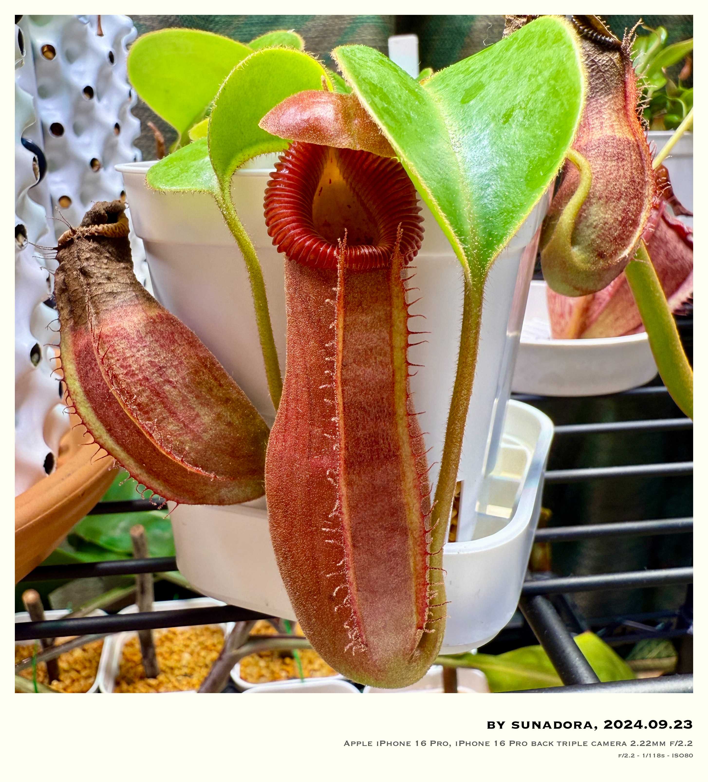 N.(truncata (e) red × red EPS-1-09-2) × edwardsiana