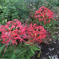 ヒガンバナ,彼岸花　ひがんばな,彼岸花（ひがんばな）,花のある暮らし,今日のお花の画像