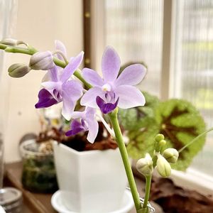 胡蝶蘭,Phalaenopsis *•*,Phal. Tzu Chiang Sapphire,ファレノ ツーチャンサファイア,ど根性胡蝶蘭‼︎の画像